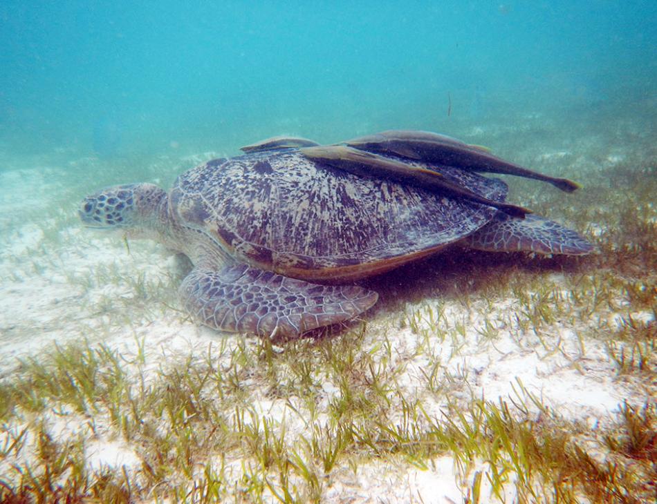 Hawksbill Turtle Kuredu Maldives Hawksbill Turtle Kuredu Maldives