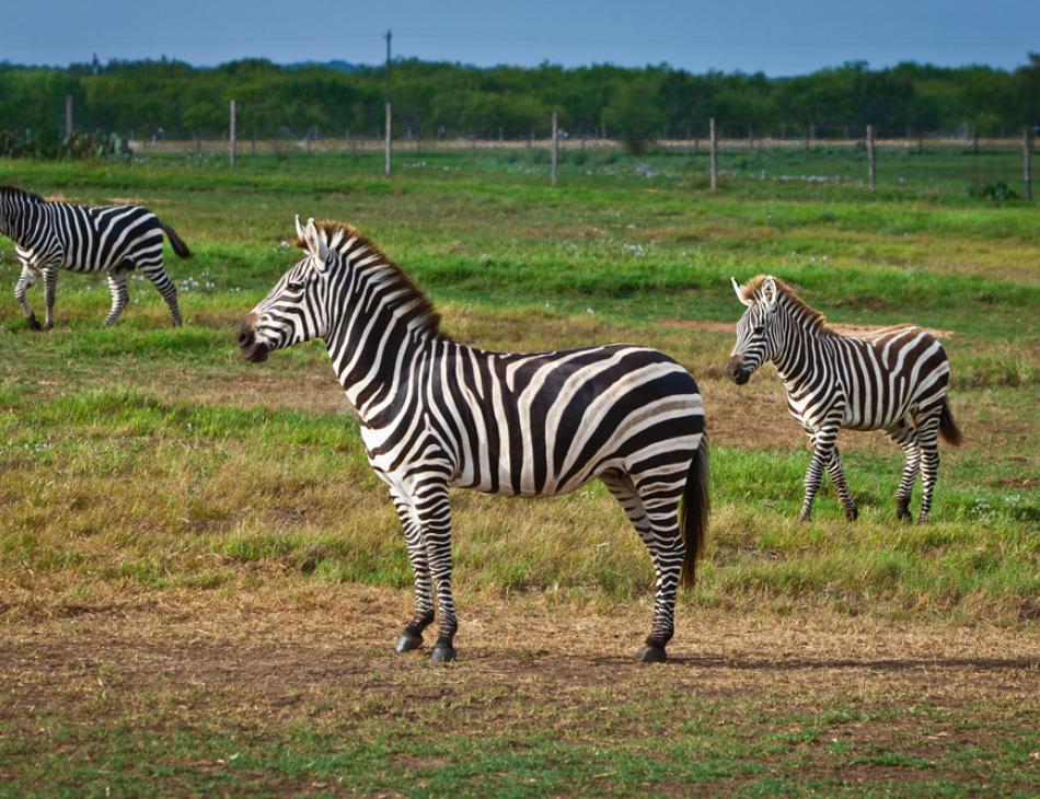 Picosa Ranch Texas Zebras Picosa Ranch Texas Zebras